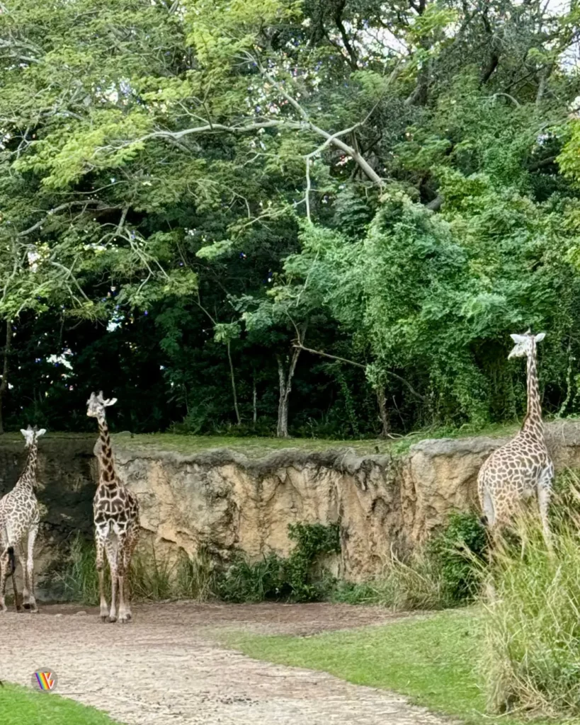 Giraffes on Kilimanjaro Safari at Disney's Animal Kingdom at Walt Disney World