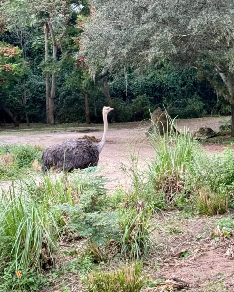 Ostrich on Kilimanjaro Safari at Disney's Animal Kingdom at Walt Disney World